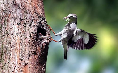啄木鳥撞上高壓線，網(wǎng)友戲稱“血條消失術(shù)” 電纜安全警示引熱議